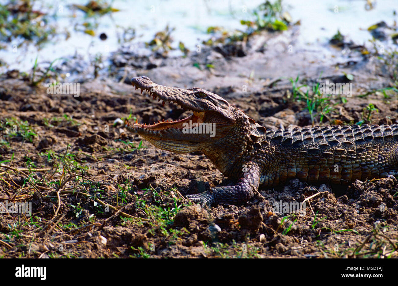 Marsh Crocodile, Crocodylus palustris, Crocodylidae, crocodile, reptile, animal, parc national de Yala, au Sri Lanka Banque D'Images