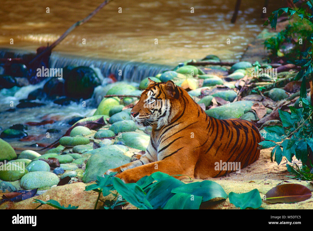 Tigre de Sumatra, Panthera tigris sondaica, félidés, Tigre, prédateur, animal, mammifère, captive, Zoo, Singapour Banque D'Images