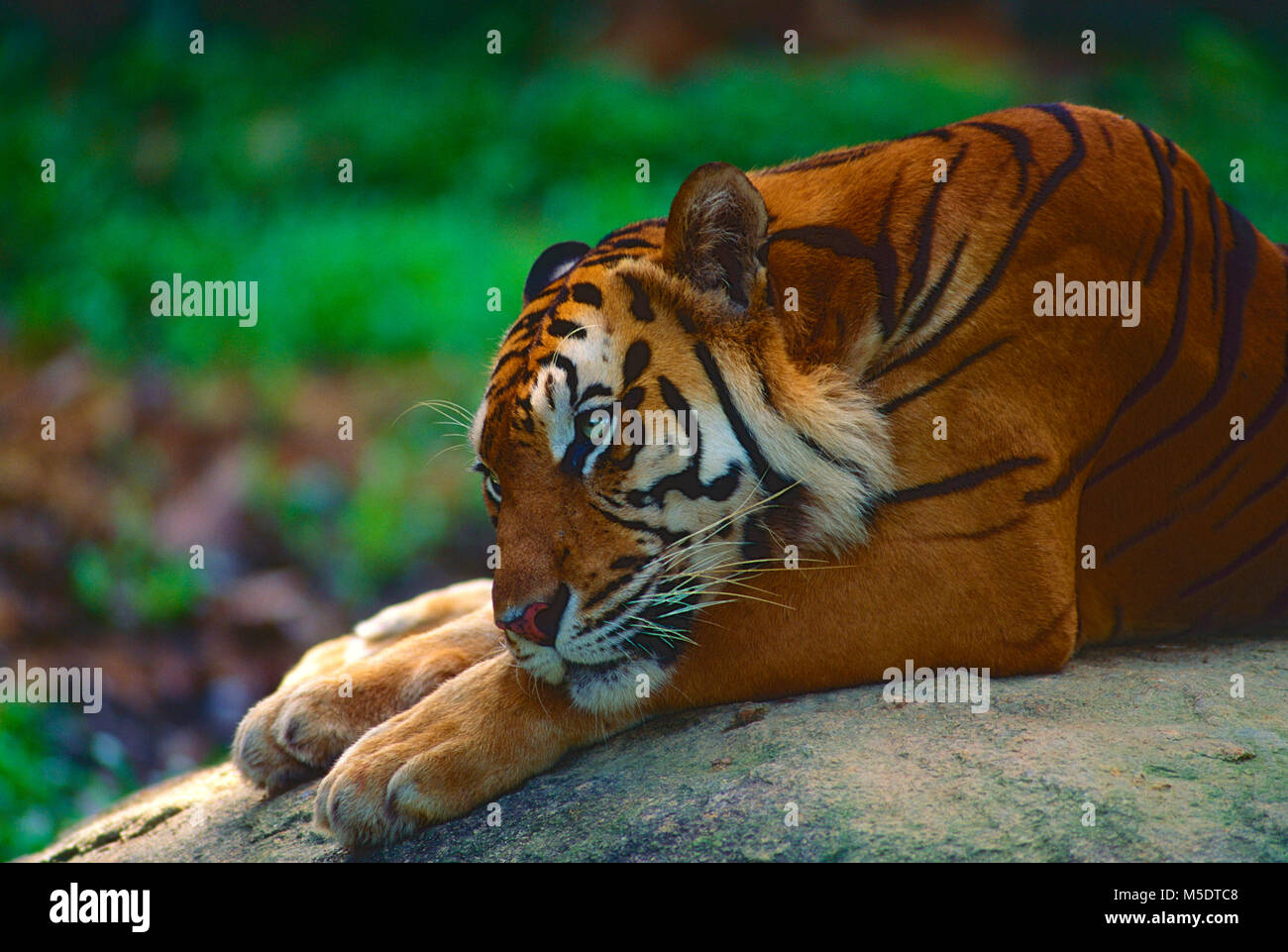 Sumatran-Tiger, Panthera tigris sondaica, félidés, Tiger, predator, Portrait, animal, mammifère, captive, Zoo, Singapour Banque D'Images