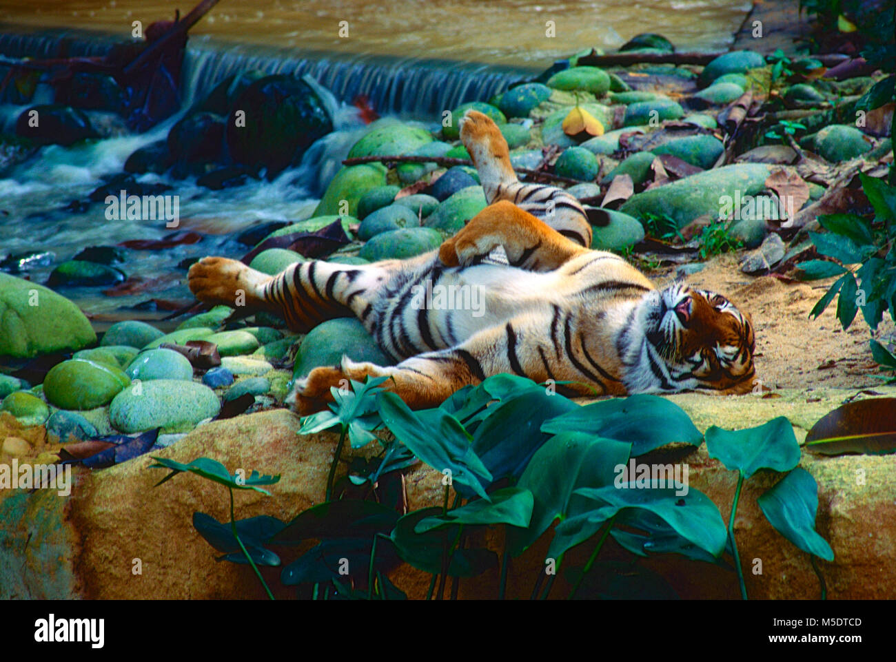 Tigre de Sumatra, Panthera tigris sondaica, félidés, Tiger, predator, dormir, animal, mammifère, captive, Zoo, Singapour Banque D'Images