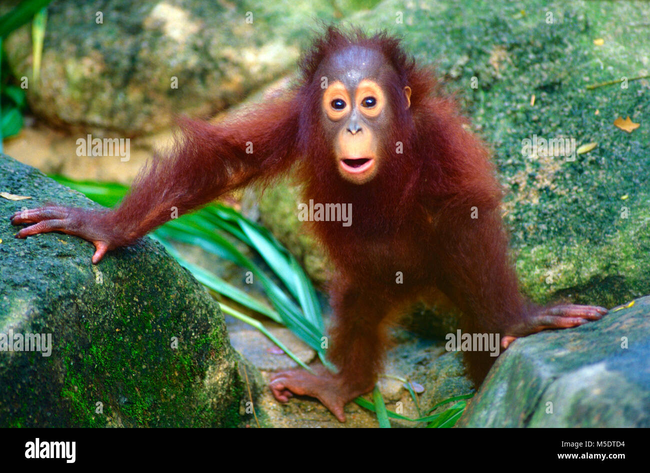 L'orang-outan, Pongo pygmaeus, Hominidés, ape, bébé, animal, mammifère, captive, Zoo, Singapour Banque D'Images