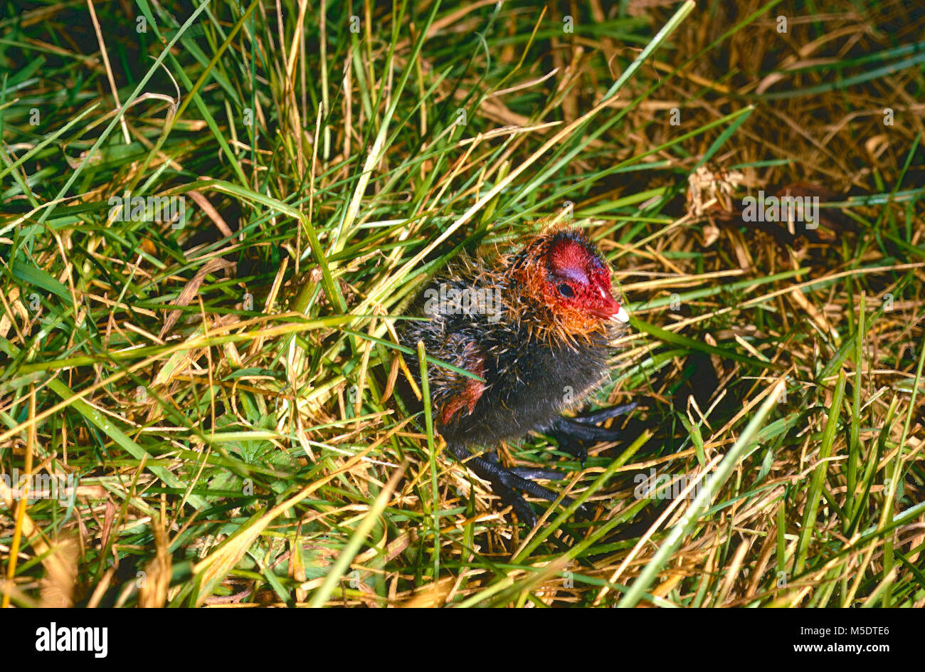 Foulque macroule, Fulica atra, Rallidae, ferroviaire, le jeune, oiseau, animal, Greifensee, Canton de Zurich, Suisse Banque D'Images