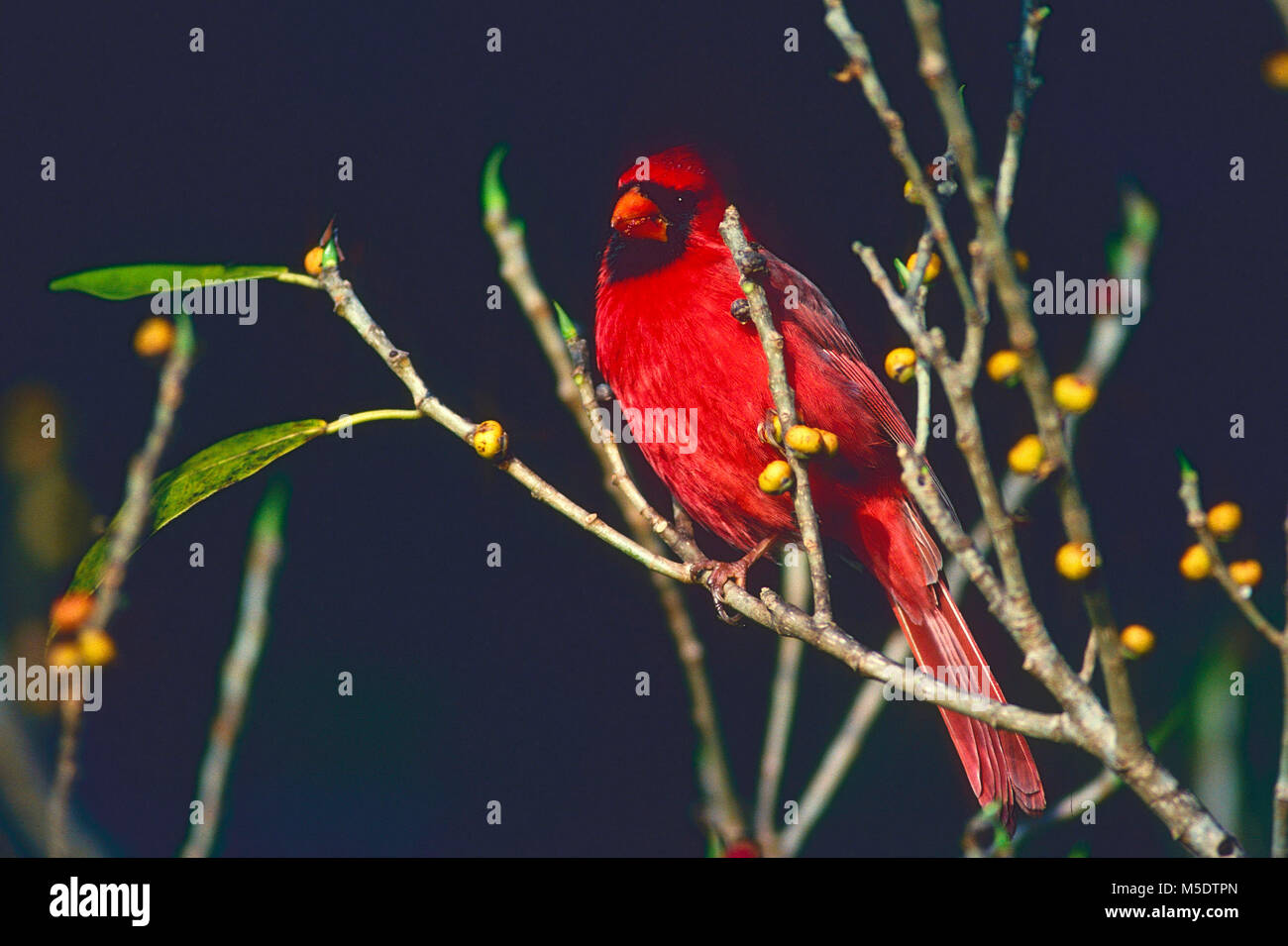 Cardinal rouge, Cardinalis cardinalis, Cardinalidae, Cardinal, homme, oiseau, animal, le Parc National des Everglades, Florida, USA Banque D'Images