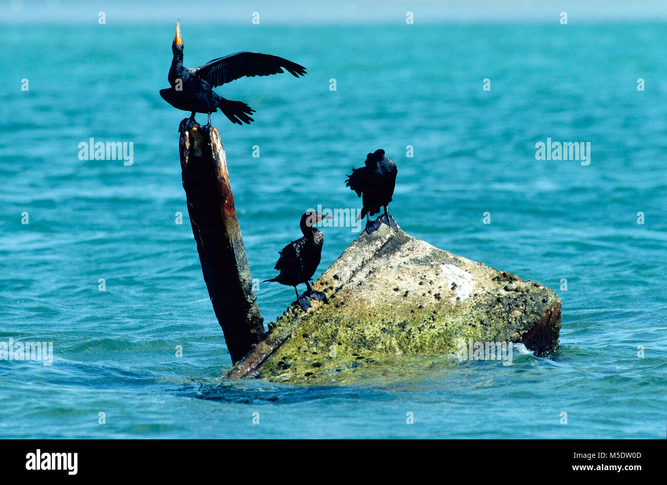 Double-crested Cormorant Phalacrocorax auritus, Phalacrocoracidae, cormoran, oiseau, animal, mer, Florida Keys, Floride, USA Banque D'Images