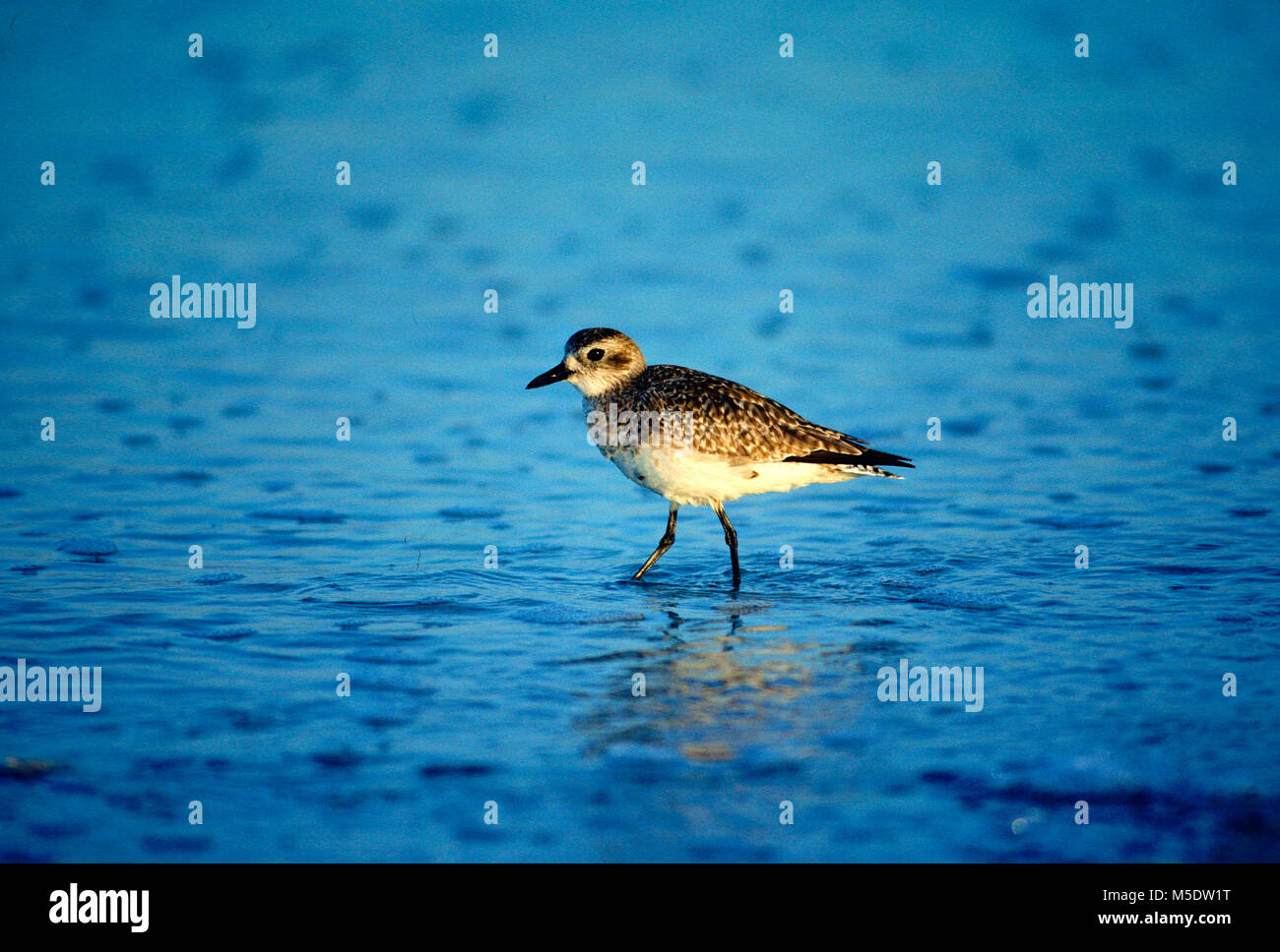 Pluvier argenté Pluvialis squatarola, Charadridae, Pluvier siffleur, en plumage nuptial, non, Fort Myers Beach, Florida, USA Banque D'Images