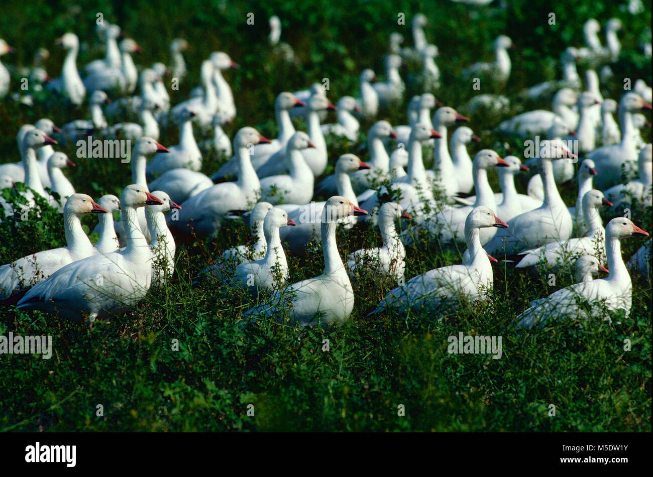 Oie des neiges, Chen caerulensis, Oie de Ross, Chen rossi, Anatidae, goose, Anatidae, Covey, oiseau, animal, Salton Sea, Florida, USA Banque D'Images