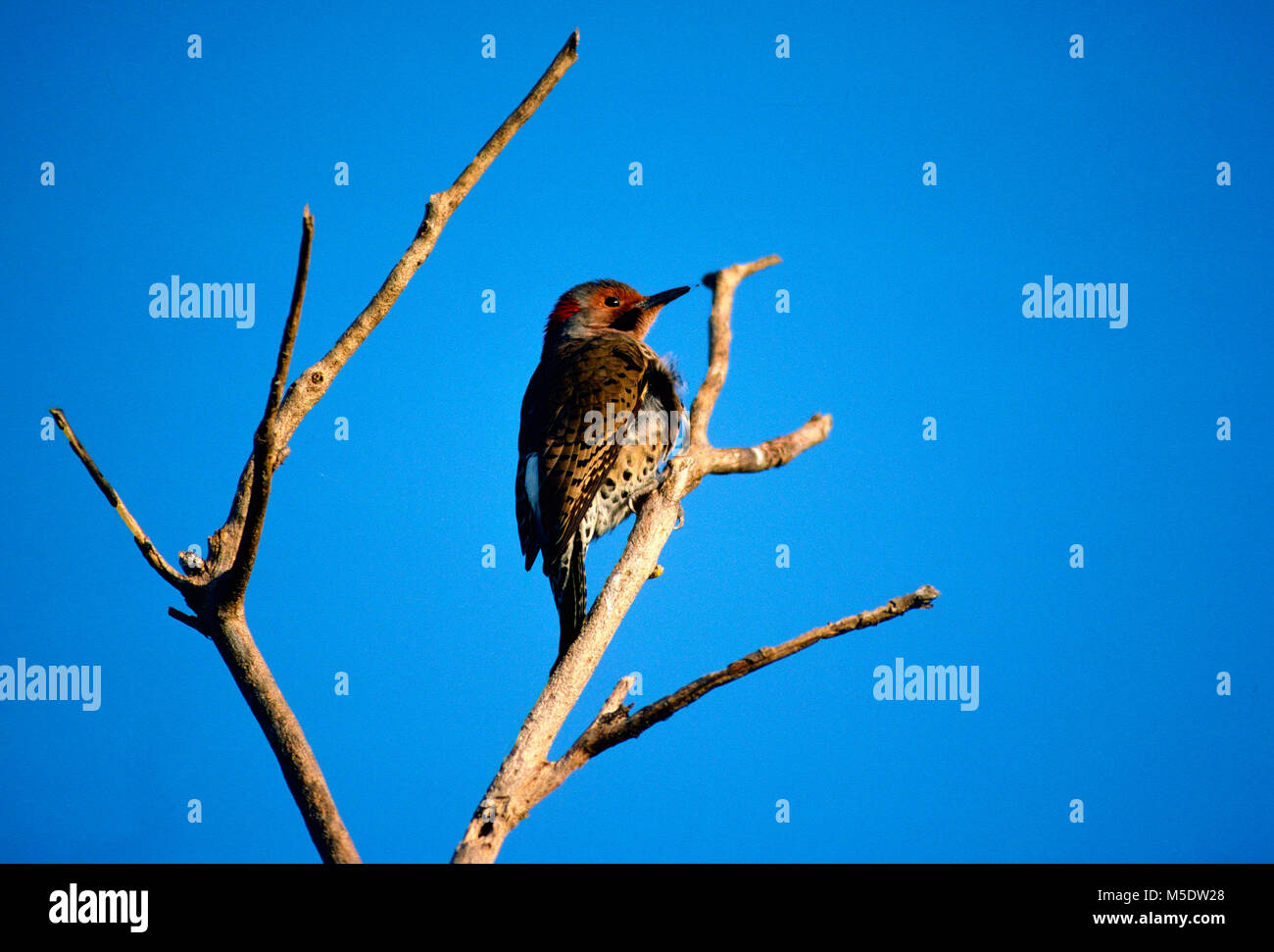 Le Pic flamboyant Colaptes auratus, Picidae,, Flicker, homme, Pic, oiseau, animal, Ding Darling Wildlife Refuge, en Floride, USA Banque D'Images