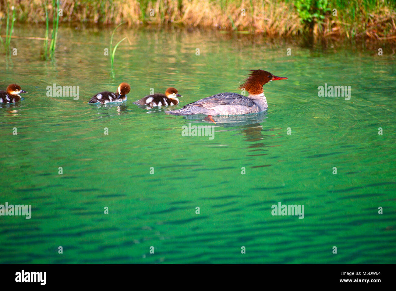 , Grand Harle Mergus merganser, Anatidés, Harle couronné, femme, à l'envol, le jeune, oiseau, animal, Banff National Park, Alberta, Canada Banque D'Images
