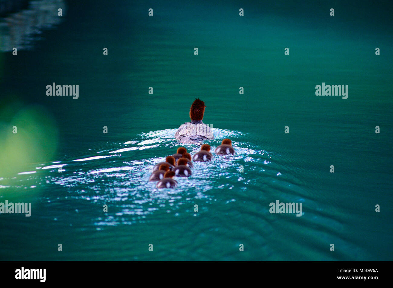, Grand Harle Mergus merganser, Anatidés, Harle couronné, femme, à l'envol, le jeune, oiseau, animal, Banff National Park, Alberta, Canada Banque D'Images