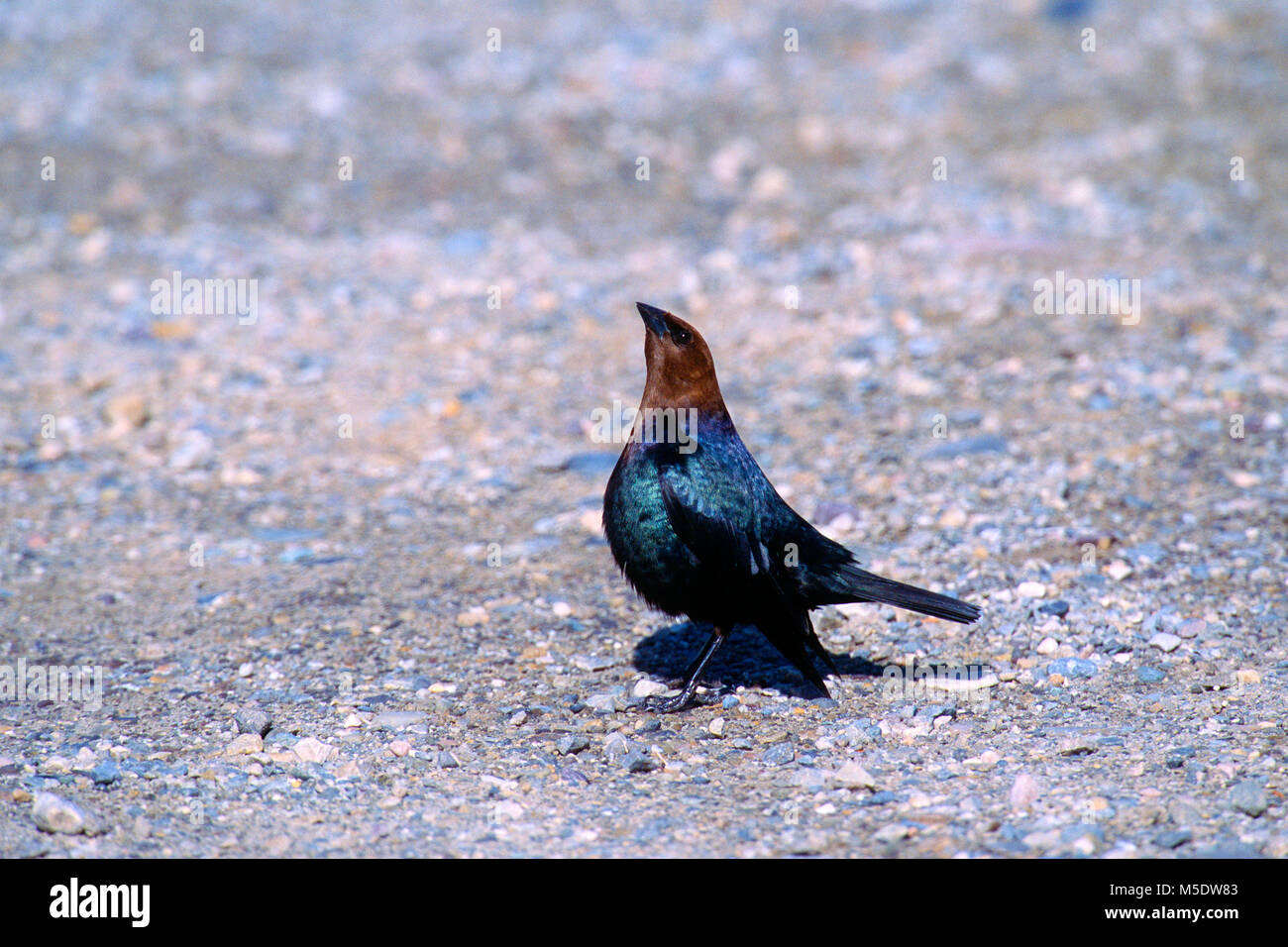 Vacher à tête brune, Molothrus ater, Icteridae, vacher, homme, affichage, oiseau, animal, Alberta, Canada Banque D'Images