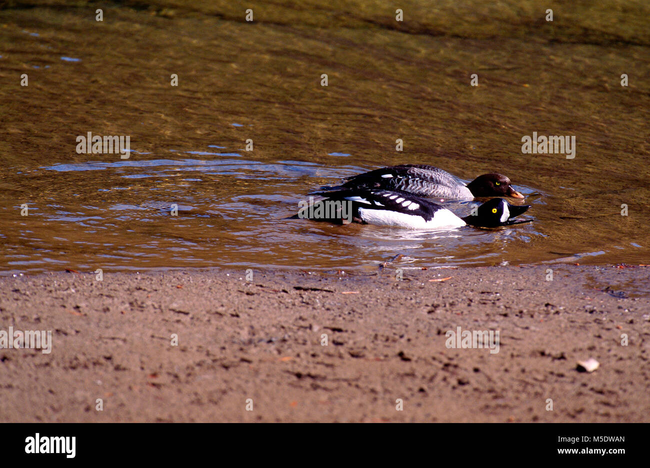 Garrot d'Islande, Bucephala islandica, Anatidae, couple, afficher, canard, oiseau, animal, Vallée de Maligne, Jasper National Park, Alberta, Canada Banque D'Images