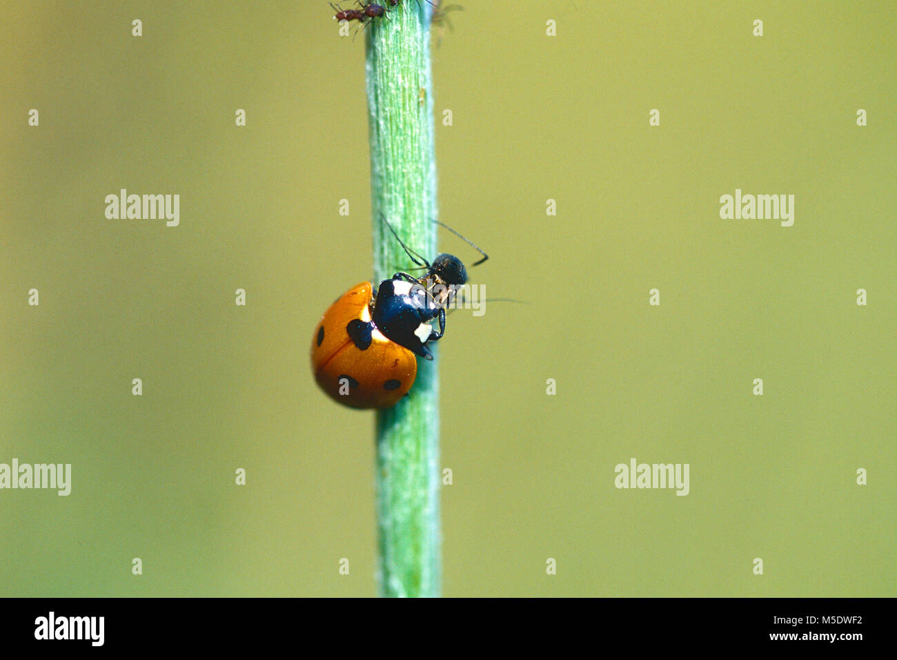 7-spot, Coccinella septempunctata lady bird, Coccinellidae, Lady Bird, coléoptère, insecte, se nourrissant de pou plante, Canton du Tessin, Suisse Banque D'Images