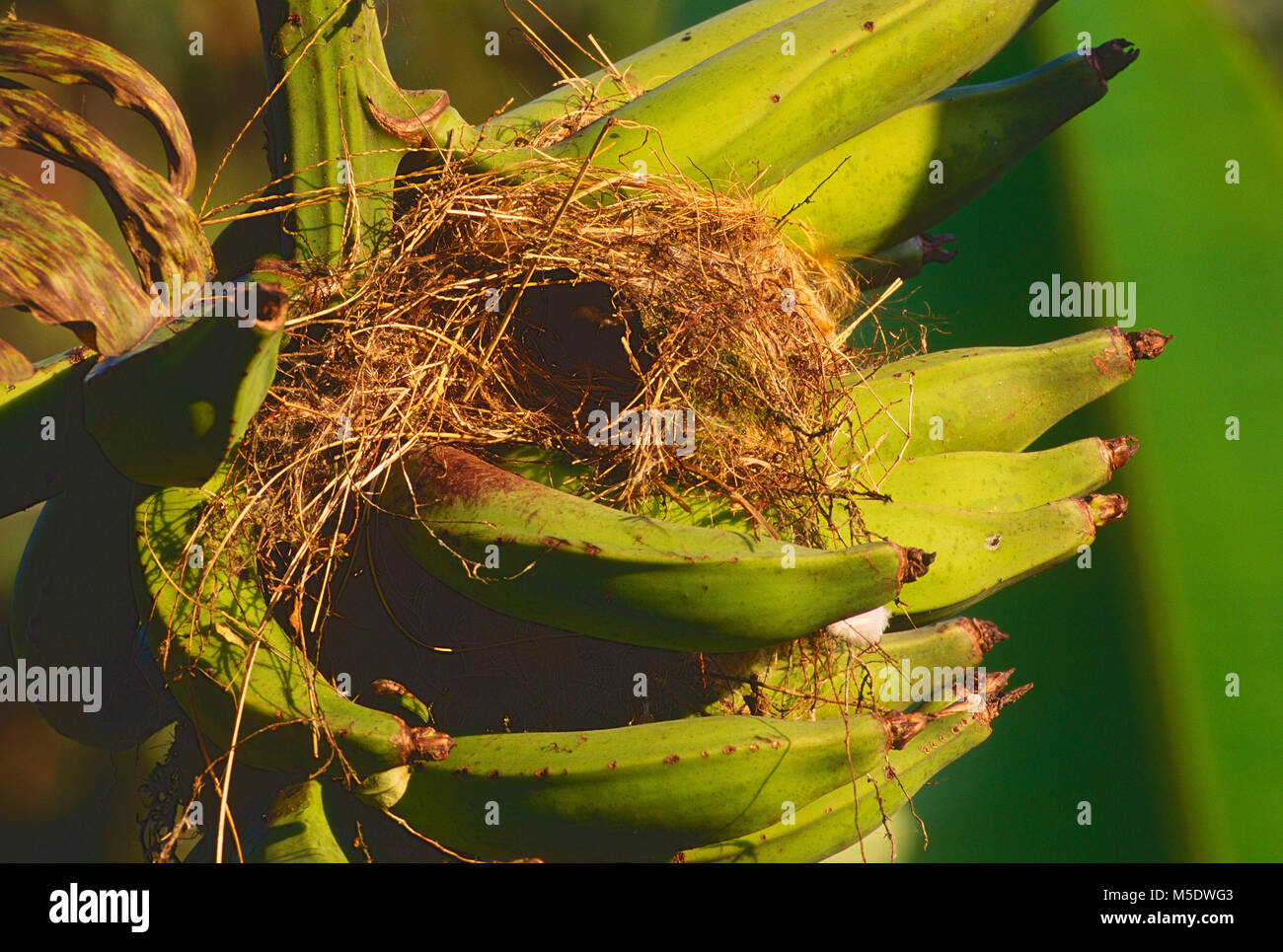 Moucherolle Myiozetetes similis, sociale, Tyrannidae, Moucherolle vert, nid, plante banane, bananes, oiseau, animal, la Fortuna, Costa Rica Banque D'Images
