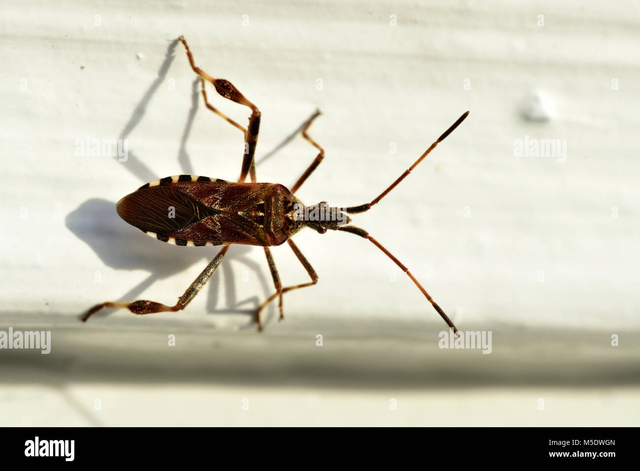 Insecte animal insecte Banque de photographies et d’images à haute ...