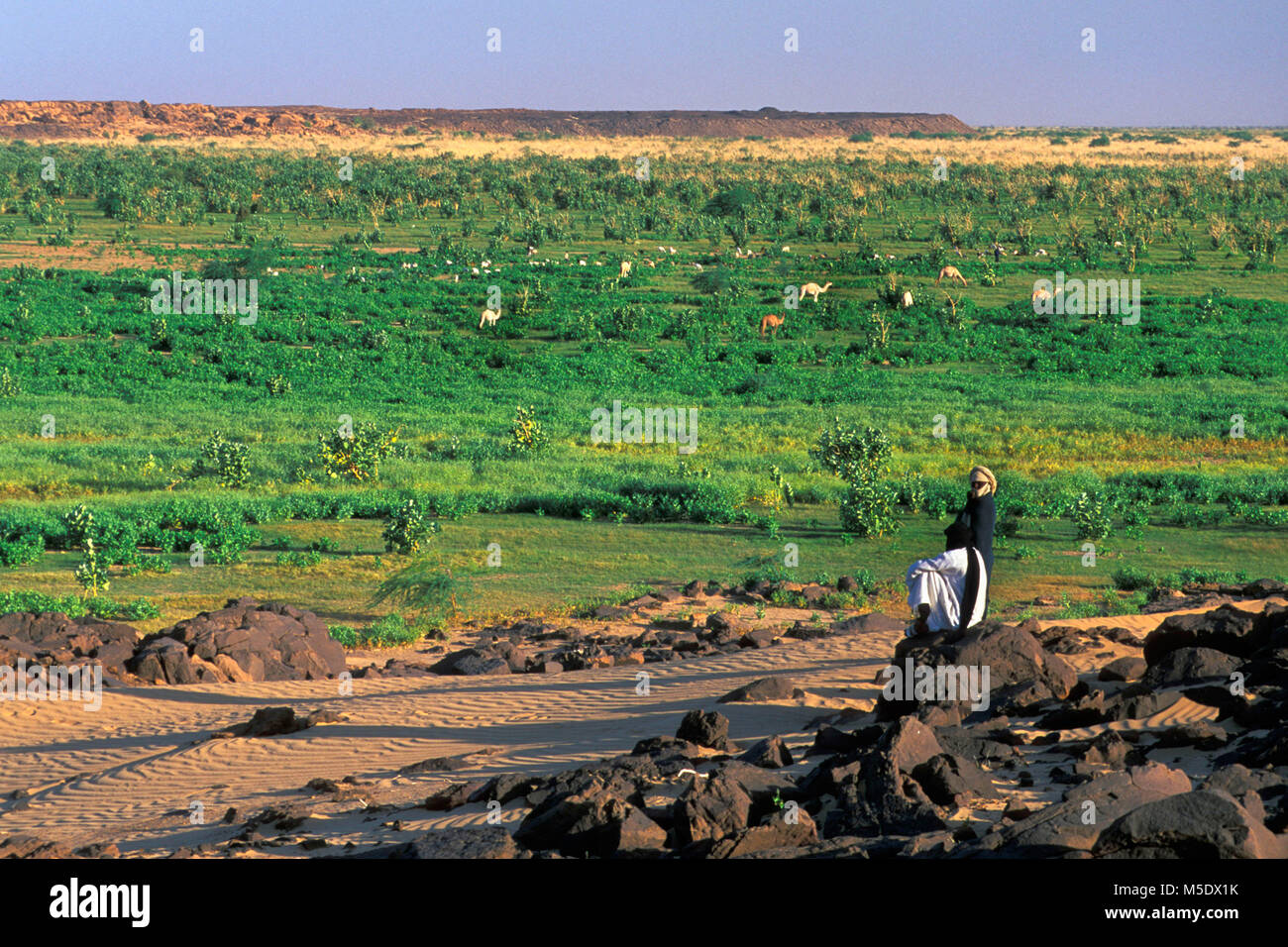 Le Niger, Talak près d'Agadez. Désert du Sahara. Les montagnes de l'air. Sahel. Les gens de la tribu touareg. Les hommes donnant sur des chameaux paissant dans une prairie verte. Banque D'Images
