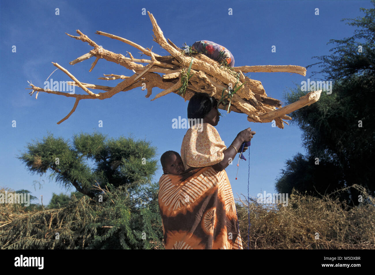Au Niger, près d'Agadez Iferouane. Désert du Sahara. Les montagnes de l'air. Sahel. Tribu touareg. Les nomades. Femme avec bébé le transport de bois de feu. Banque D'Images
