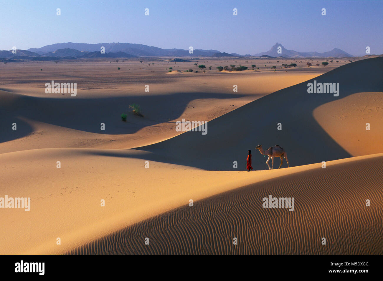Le Niger, Tazarzait. Désert du Sahara. Les montagnes de l'air. Sahel. Désert du Ténéré. Tribu touareg. Les nomades. Homme avec chameau. L'Unesco, site du patrimoine mondial. Banque D'Images