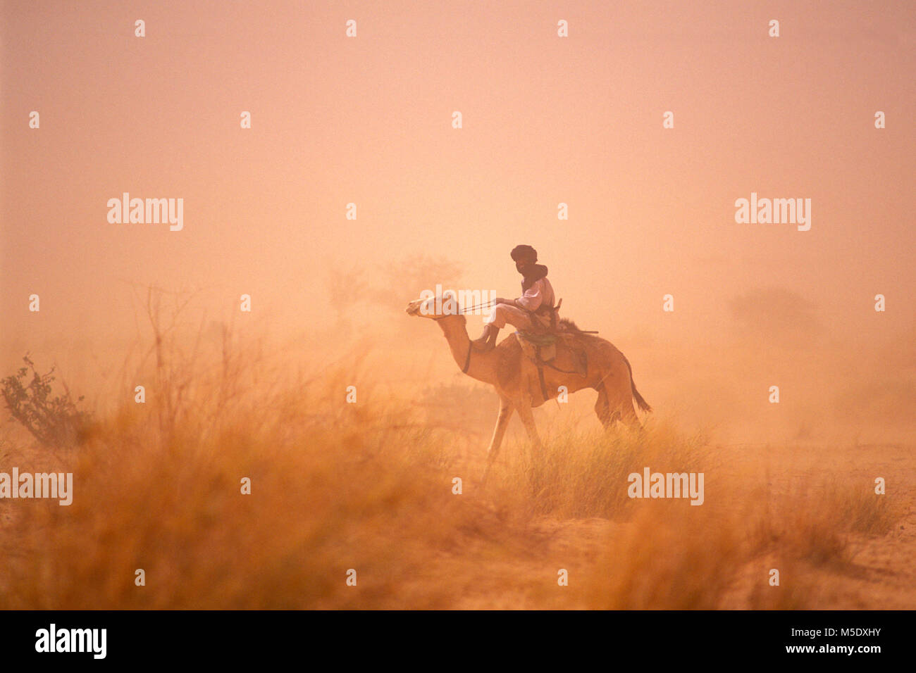 Niger (Afrique).Le Niger. D'Agadez. Désert du Sahara. Sahel. Désert du Ténéré. Tribu touareg. Les nomades. L'homme sur camel en sable. L'Unesco, site du patrimoine mondial. Banque D'Images
