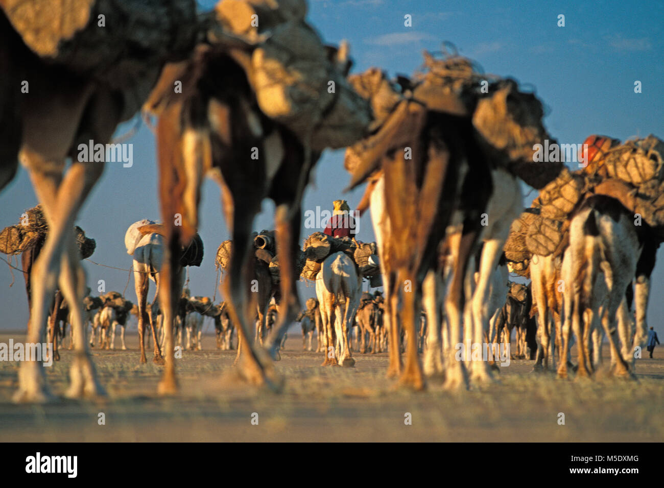 Le Niger. D'Agadez. Désert du Sahara. Sahel. Désert du Ténéré. Tribu touareg. Les nomades. Caravane de sel traditionnels à Agadez les oasis Fachi et Bilma. L'Unesco, W Banque D'Images