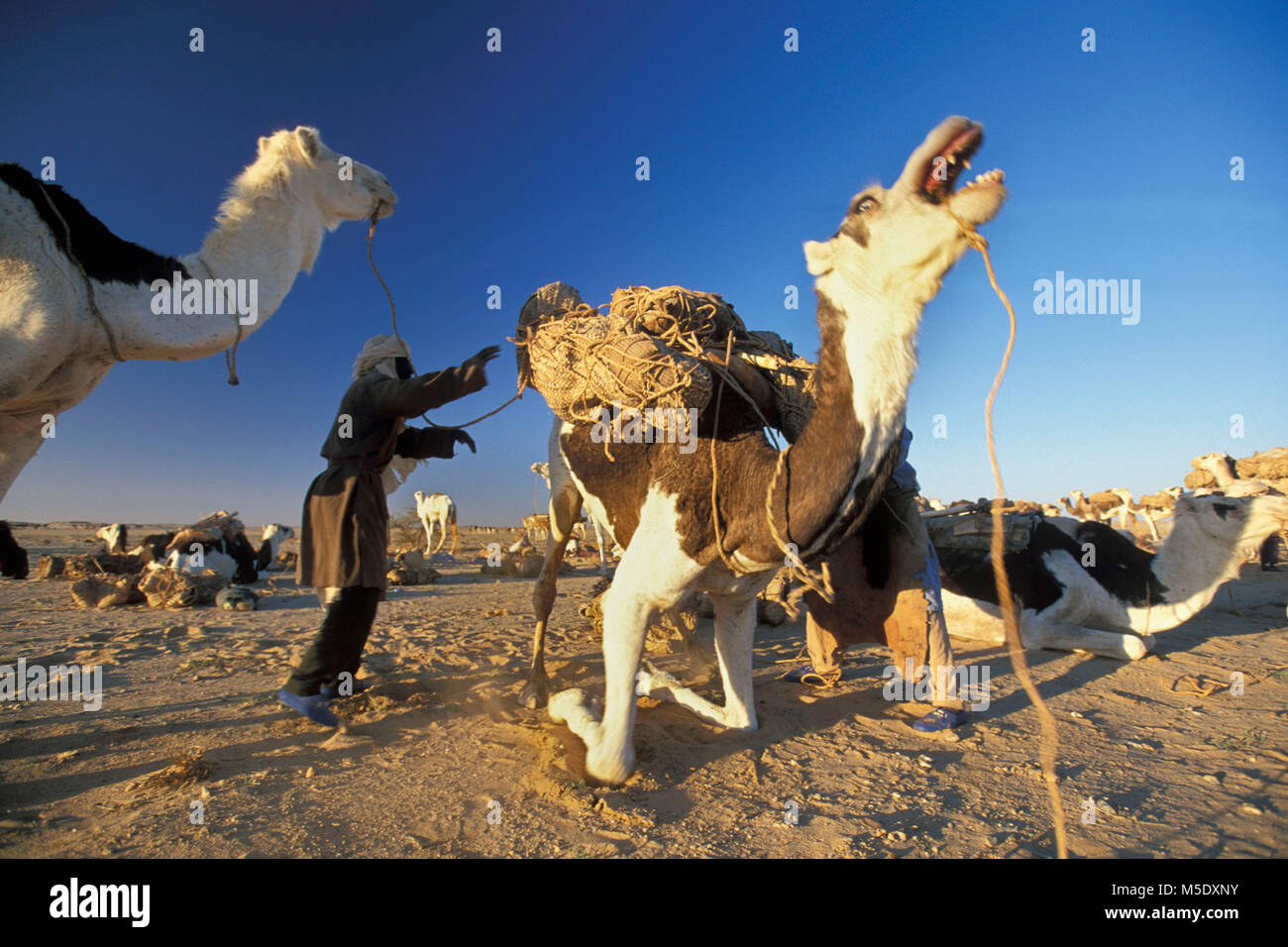 Le Niger. D'Agadez. Désert du Sahara. Sahel. Désert du Ténéré. Tribu touareg. Les nomades. Caravane de sel traditionnels à Agadez les oasis Fachi et Bilma. Banque D'Images