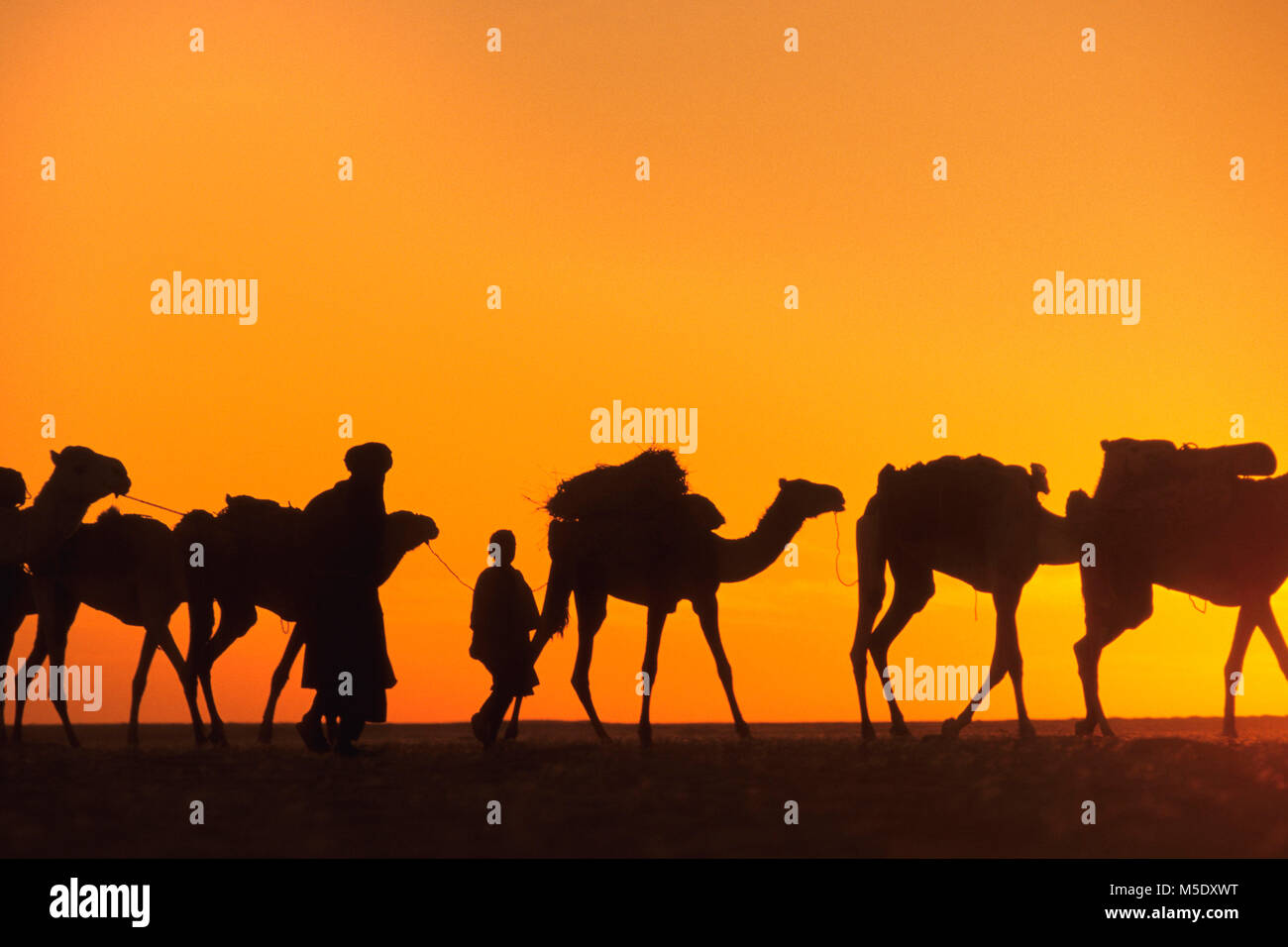 Le Niger. D'Agadez. Désert du Sahara. Sahel. Désert du Ténéré. Tribu touareg. Les nomades. Caravane de sel traditionnels à Agadez les oasis Fachi et Bilma. L'Unesco, W Banque D'Images