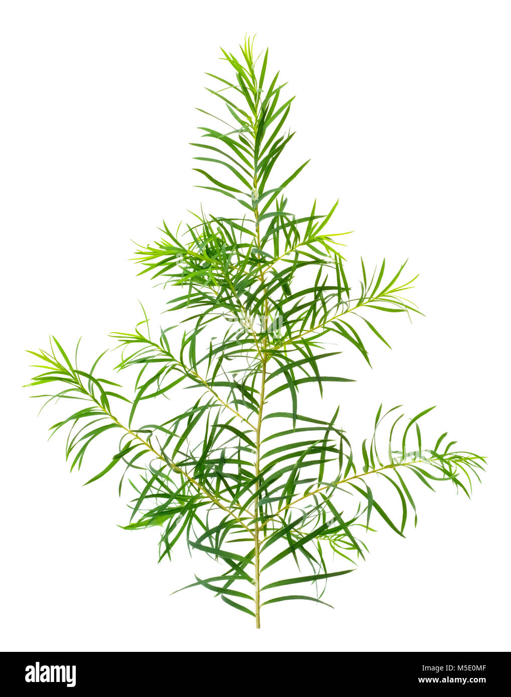Les feuilles d'arbre de thé frais isolé sur fond blanc Banque D'Images