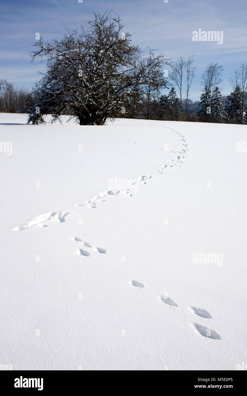 Pistes, neige, randonnée en raquettes, du Jura Banque D'Images