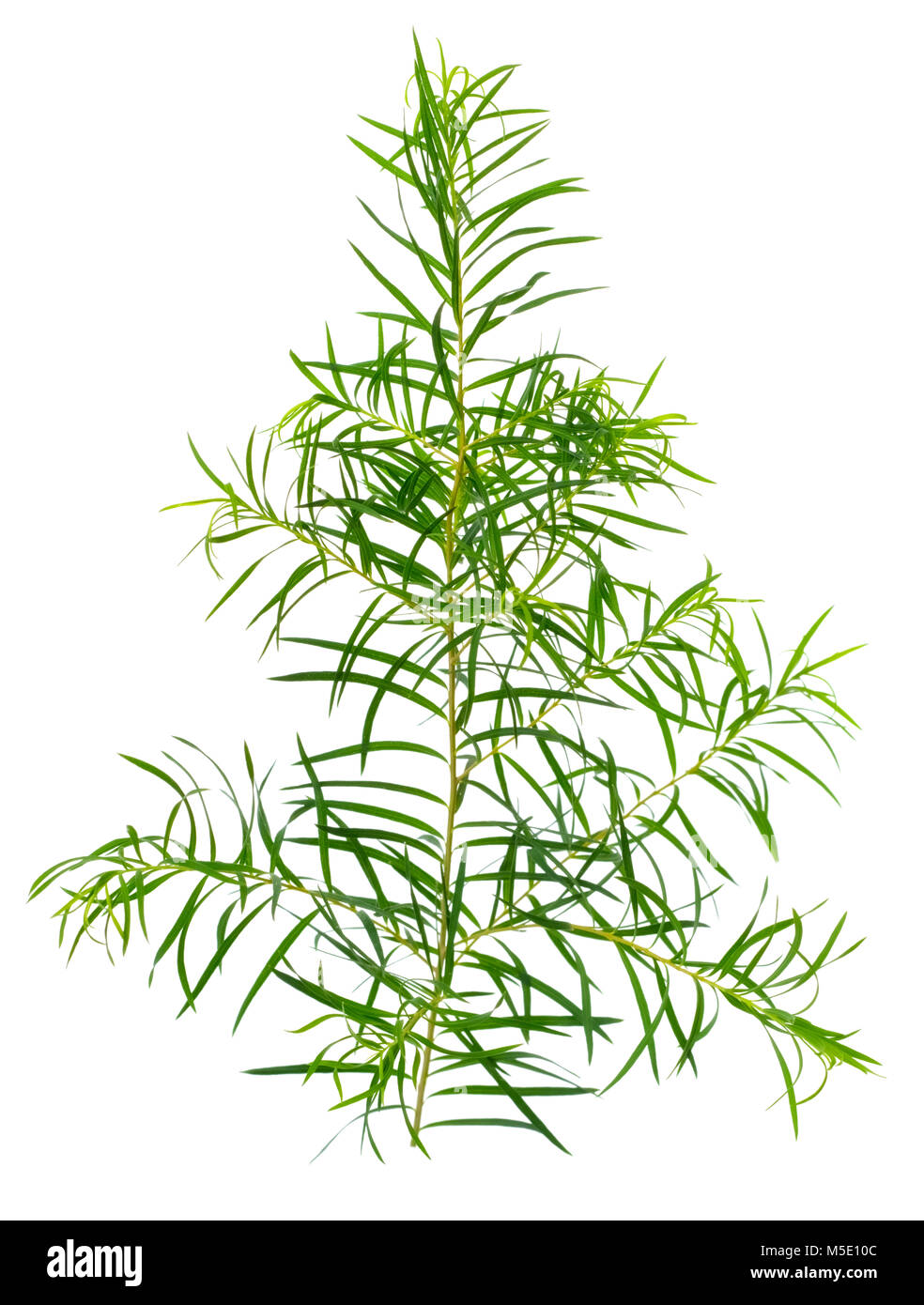Les feuilles d'arbre de thé frais isolé sur fond blanc Banque D'Images