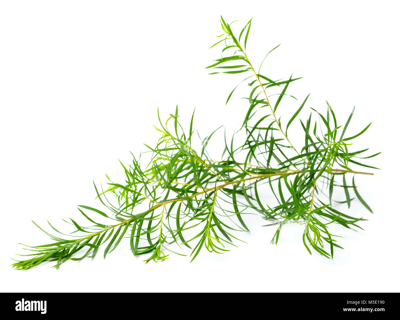 Les feuilles d'arbre de thé frais isolé sur fond blanc Banque D'Images