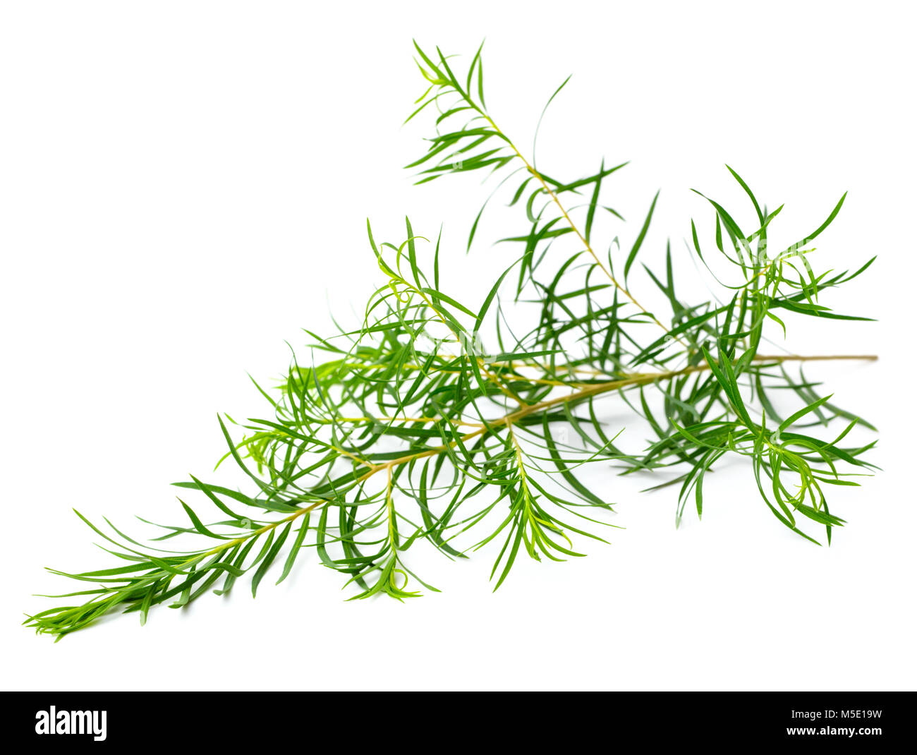 Les feuilles d'arbre de thé frais isolé sur fond blanc Banque D'Images