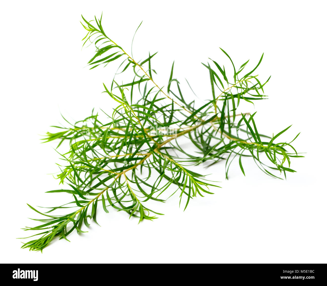 Les feuilles d'arbre de thé frais isolé sur fond blanc Banque D'Images