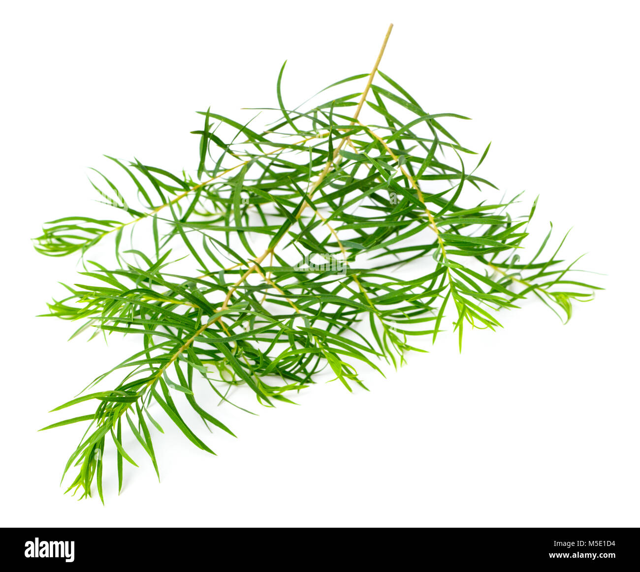 Les feuilles d'arbre de thé frais isolé sur fond blanc Banque D'Images