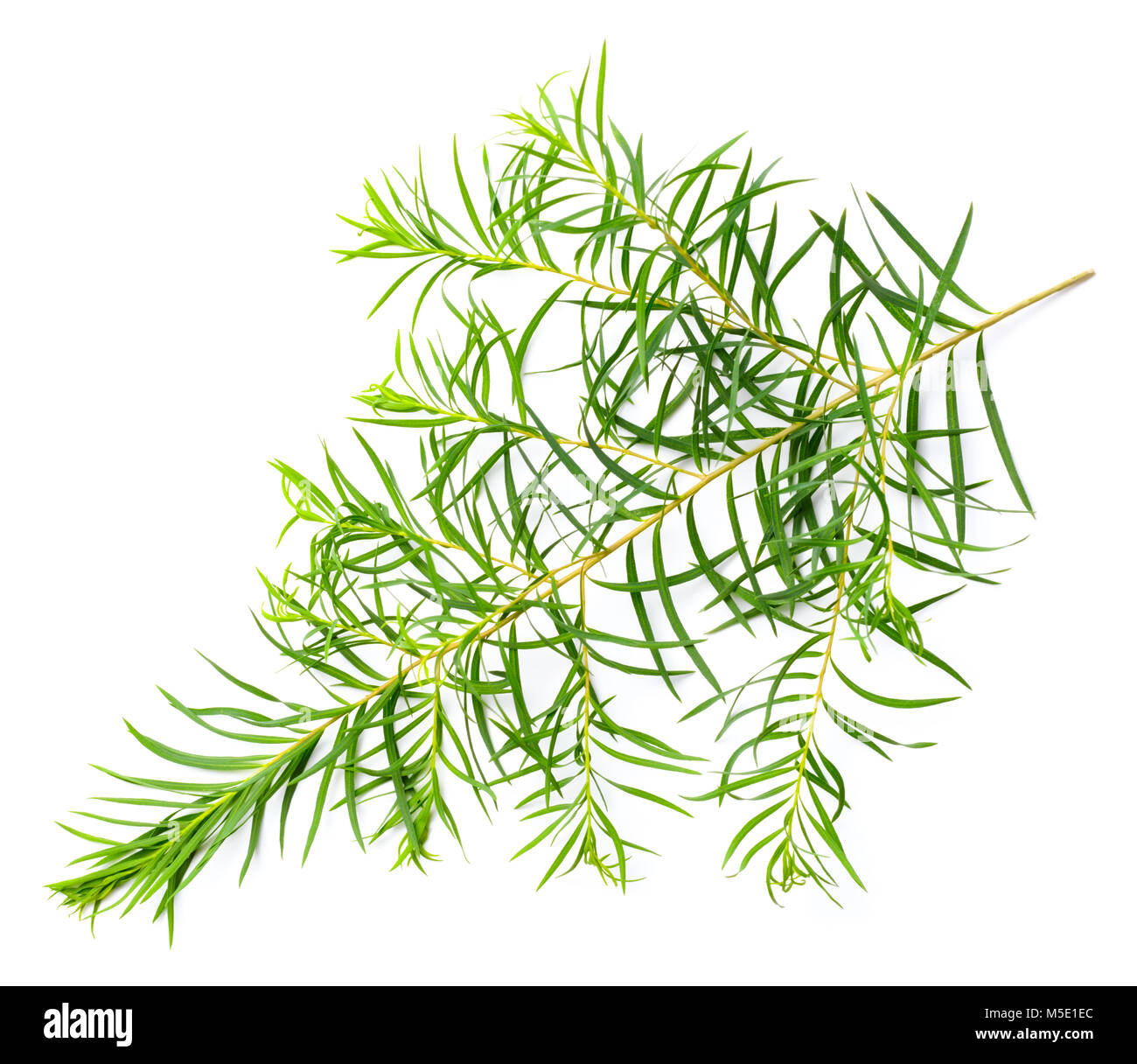 Les feuilles d'arbre de thé frais isolé sur fond blanc Banque D'Images