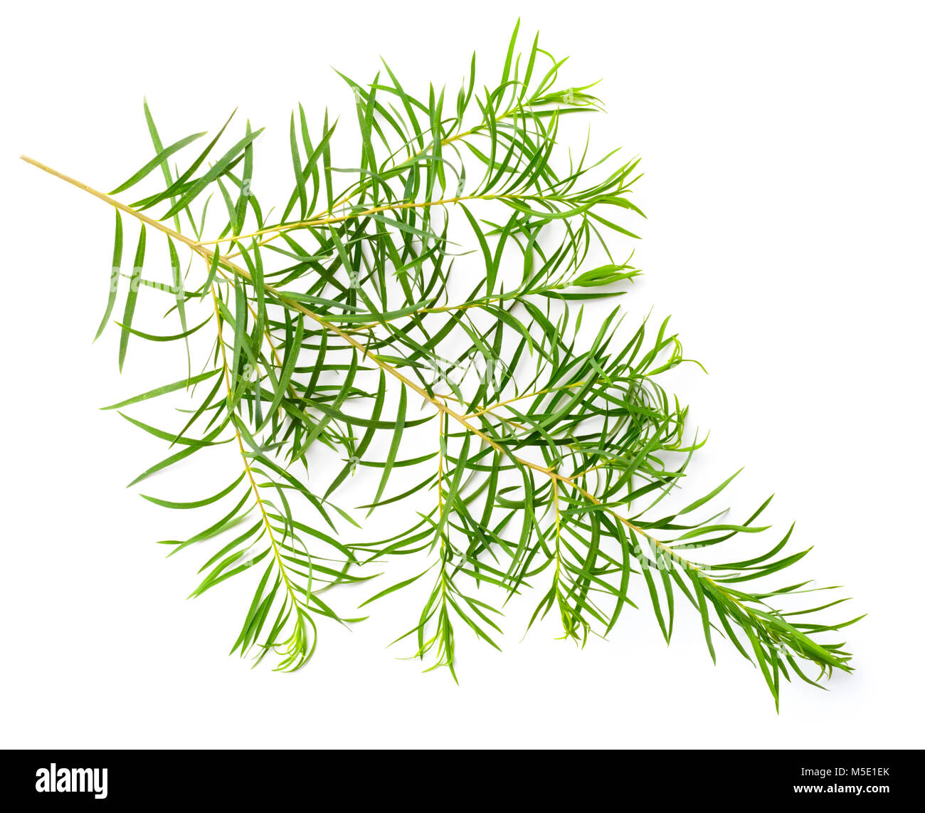 Les feuilles d'arbre de thé frais isolé sur fond blanc Banque D'Images