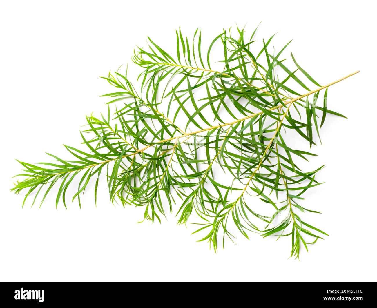 Les feuilles d'arbre de thé frais isolé sur fond blanc Banque D'Images