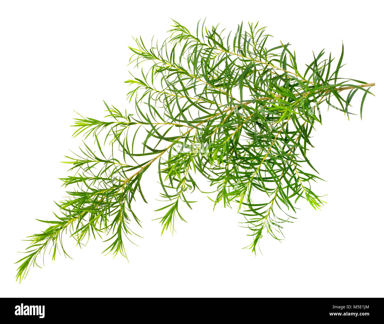 Les feuilles d'arbre de thé frais isolé sur fond blanc Banque D'Images