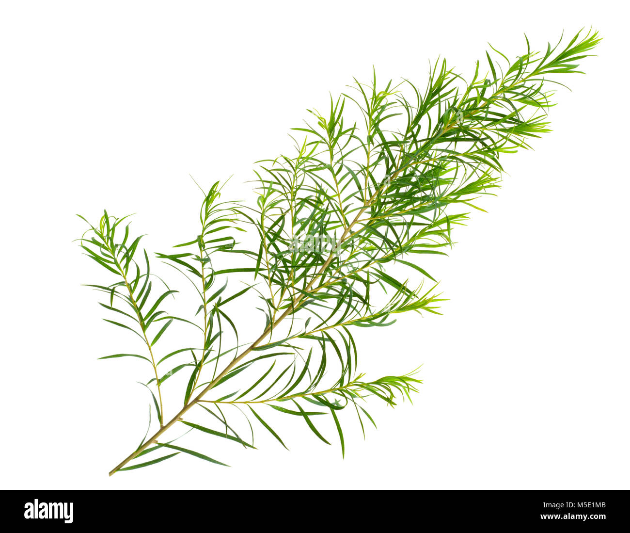 Les feuilles d'arbre de thé frais isolé sur fond blanc Banque D'Images