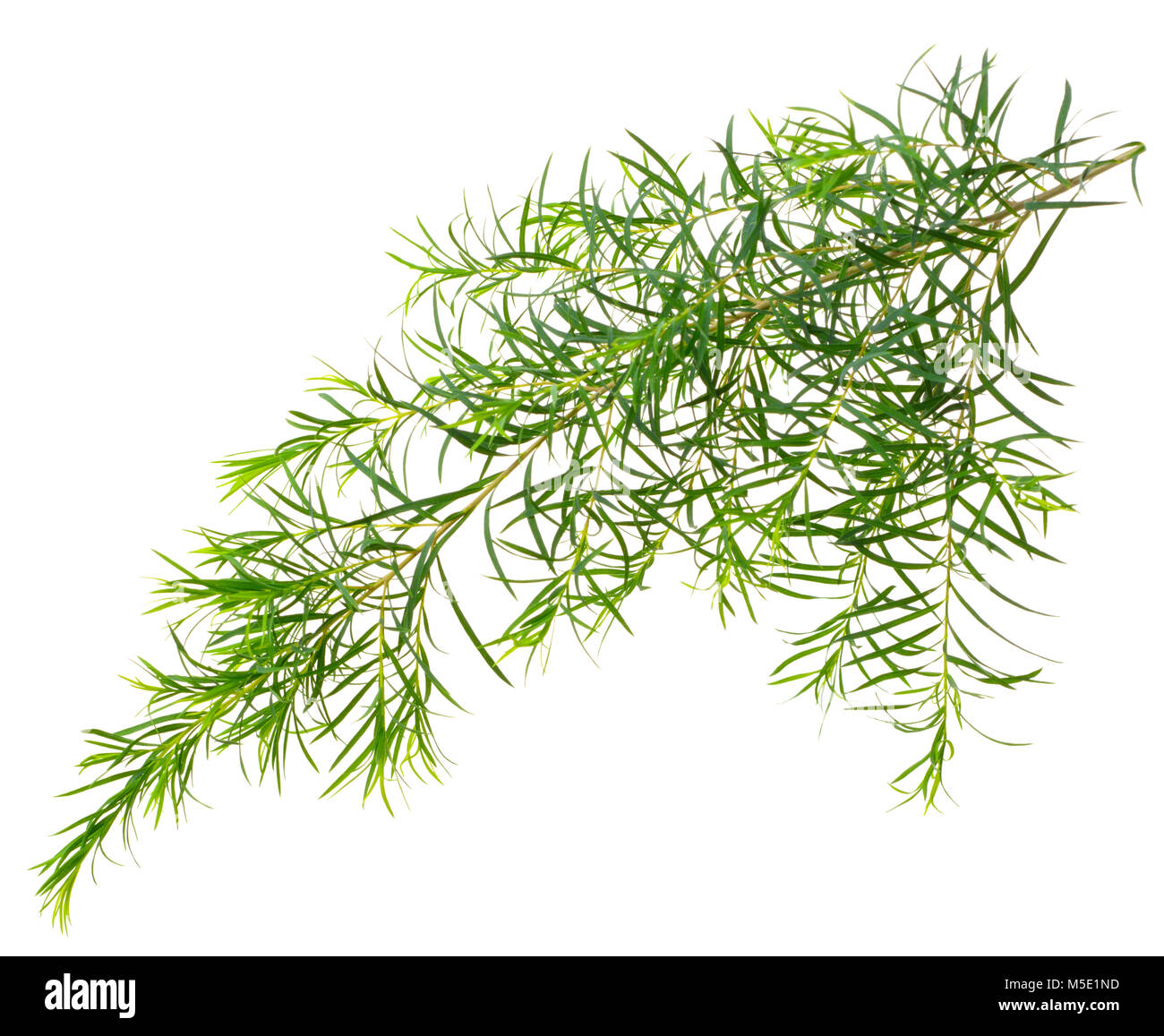 Les feuilles d'arbre de thé frais isolé sur fond blanc Banque D'Images