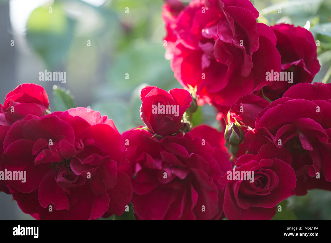 Romance, pétale, romantique, saint valentin, plante, l'amour, beau, beauté, fleur, nature, rose, rose fleurs, fleurs rose, rouge, étamines, flou, cireur Banque D'Images