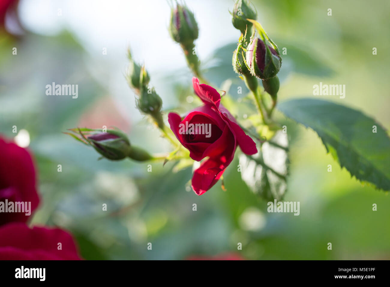 Romance, pétale, romantique, saint valentin, plante, l'amour, beau, beauté, fleur, nature, rose, rose fleurs, fleurs rose, rouge, étamines, flou, cireur Banque D'Images