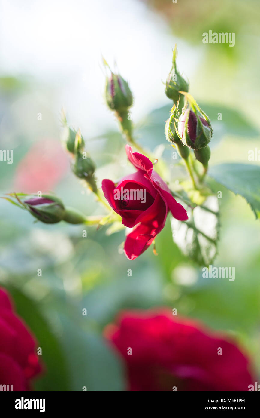 Romance, pétale, romantique, saint valentin, plante, l'amour, beau, beauté, fleur, nature, rose, rose fleurs, fleurs rose, rouge, étamines, flou, cireur Banque D'Images