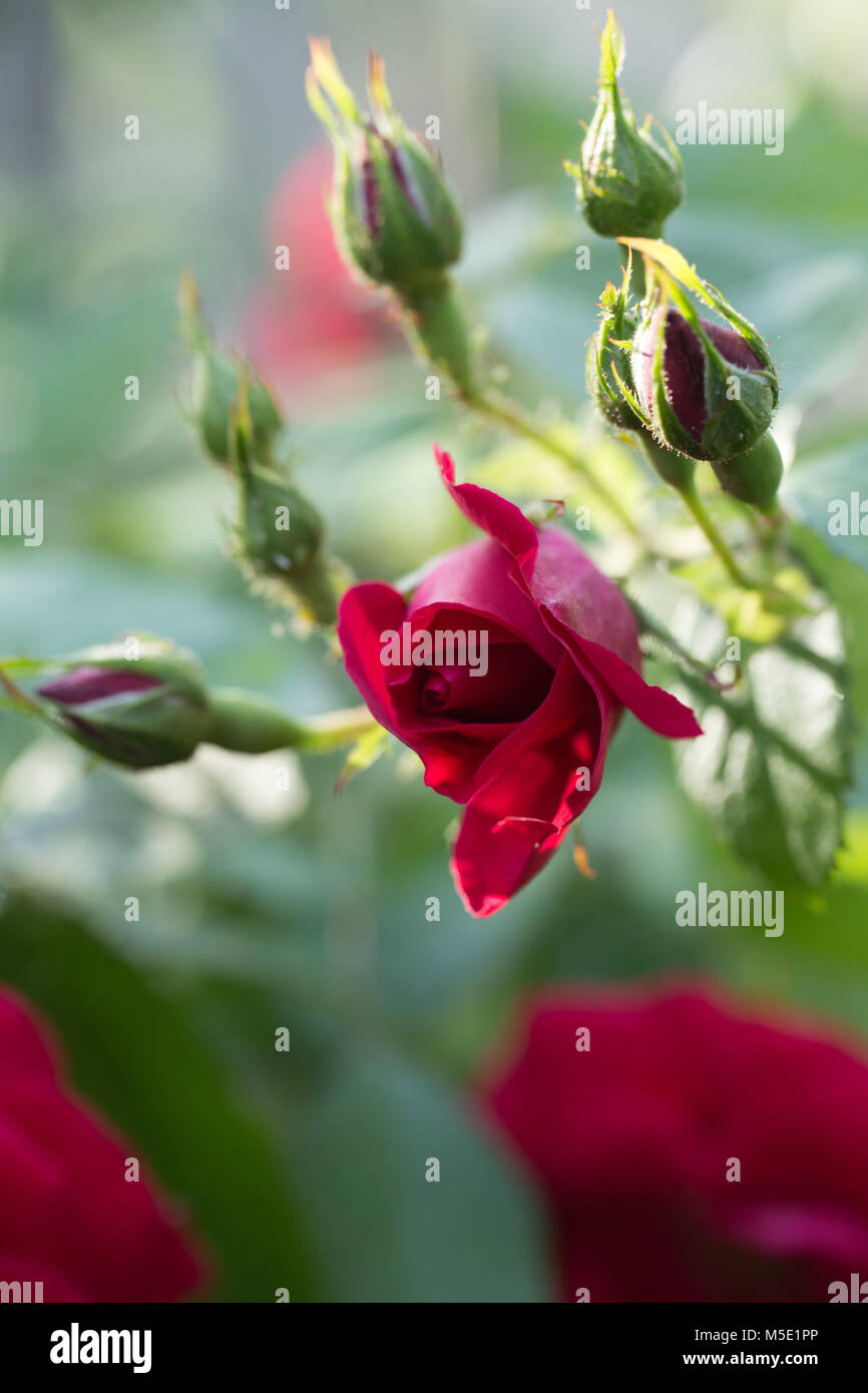 Romance, pétale, romantique, saint valentin, plante, l'amour, beau, beauté, fleur, nature, rose, rose fleurs, fleurs rose, rouge, étamines, flou, cireur Banque D'Images