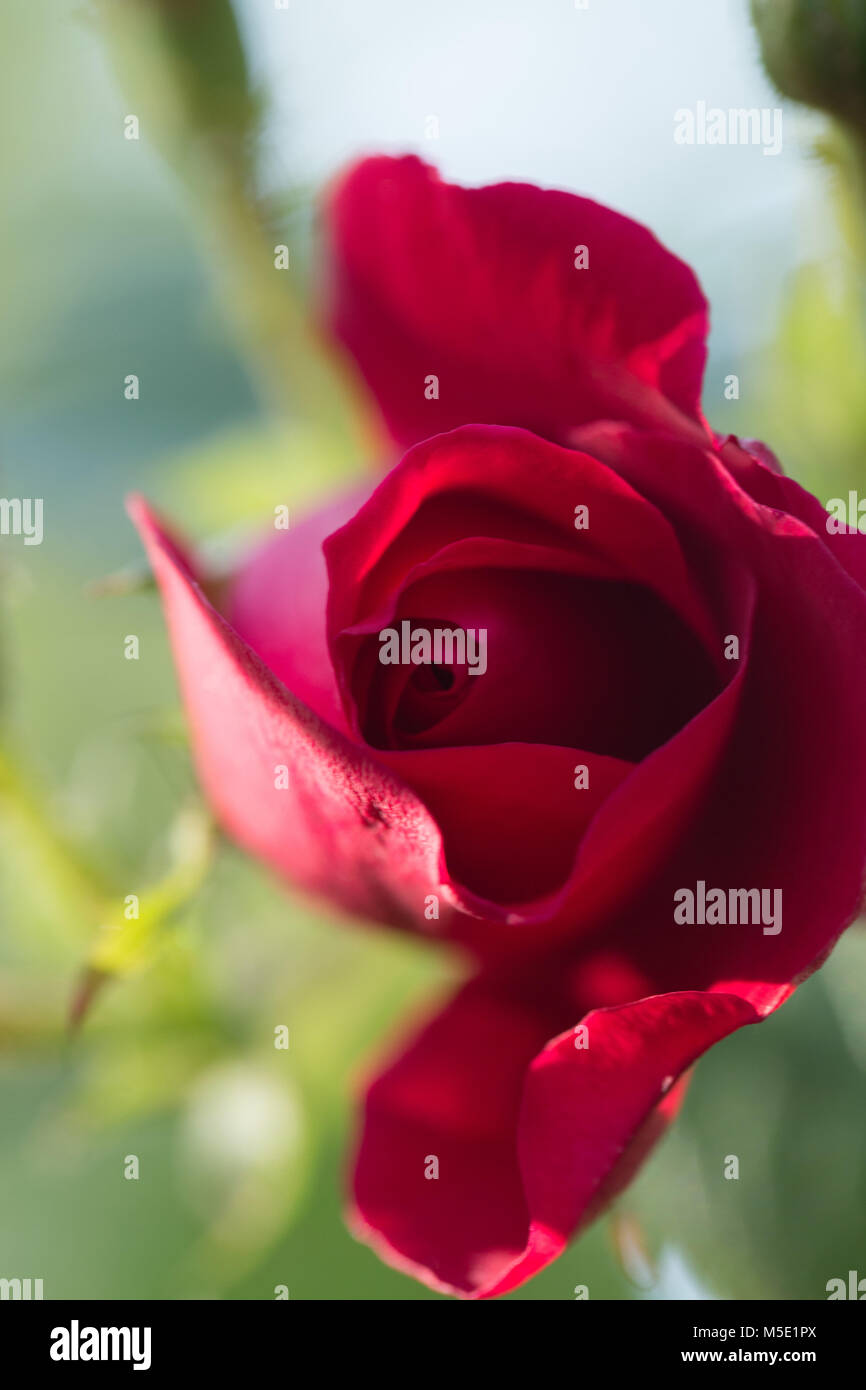 Romance, pétale, romantique, saint valentin, plante, l'amour, beau, beauté, fleur, nature, rose, rose fleurs, fleurs rose, rouge, étamines, flou, cireur Banque D'Images