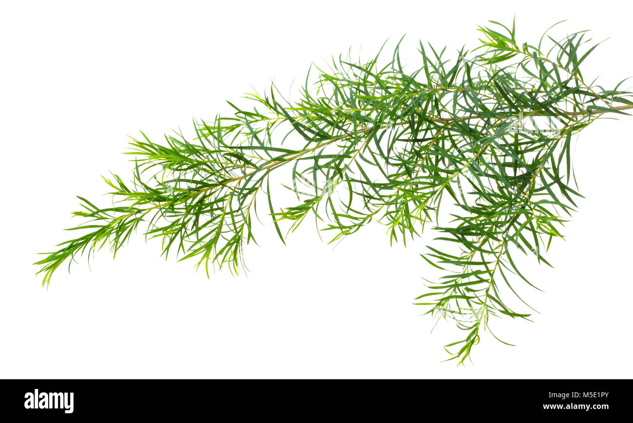 Les feuilles d'arbre de thé frais isolé sur fond blanc Banque D'Images