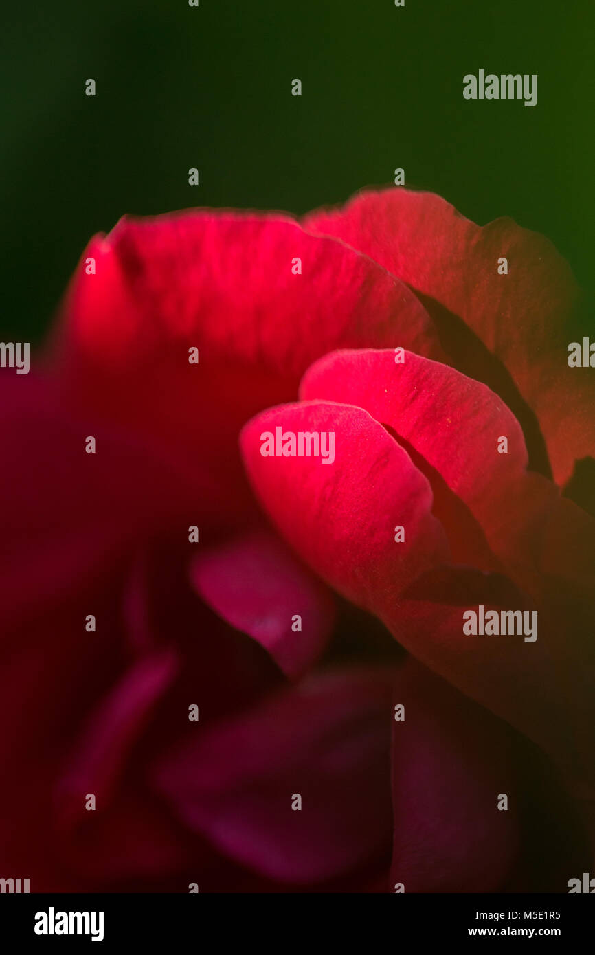 Romance, pétale, romantique, saint valentin, plante, l'amour, beau, beauté, fleur, nature, rose, rose fleurs, fleurs rose, rouge, étamines, flou, cireur Banque D'Images