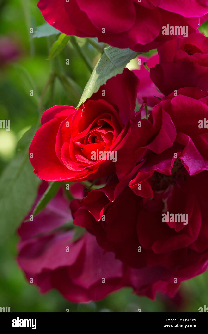 Romance, pétale, romantique, saint valentin, plante, l'amour, beau, beauté, fleur, nature, rose, rose fleurs, fleurs rose, rouge, étamines, flou, cireur Banque D'Images