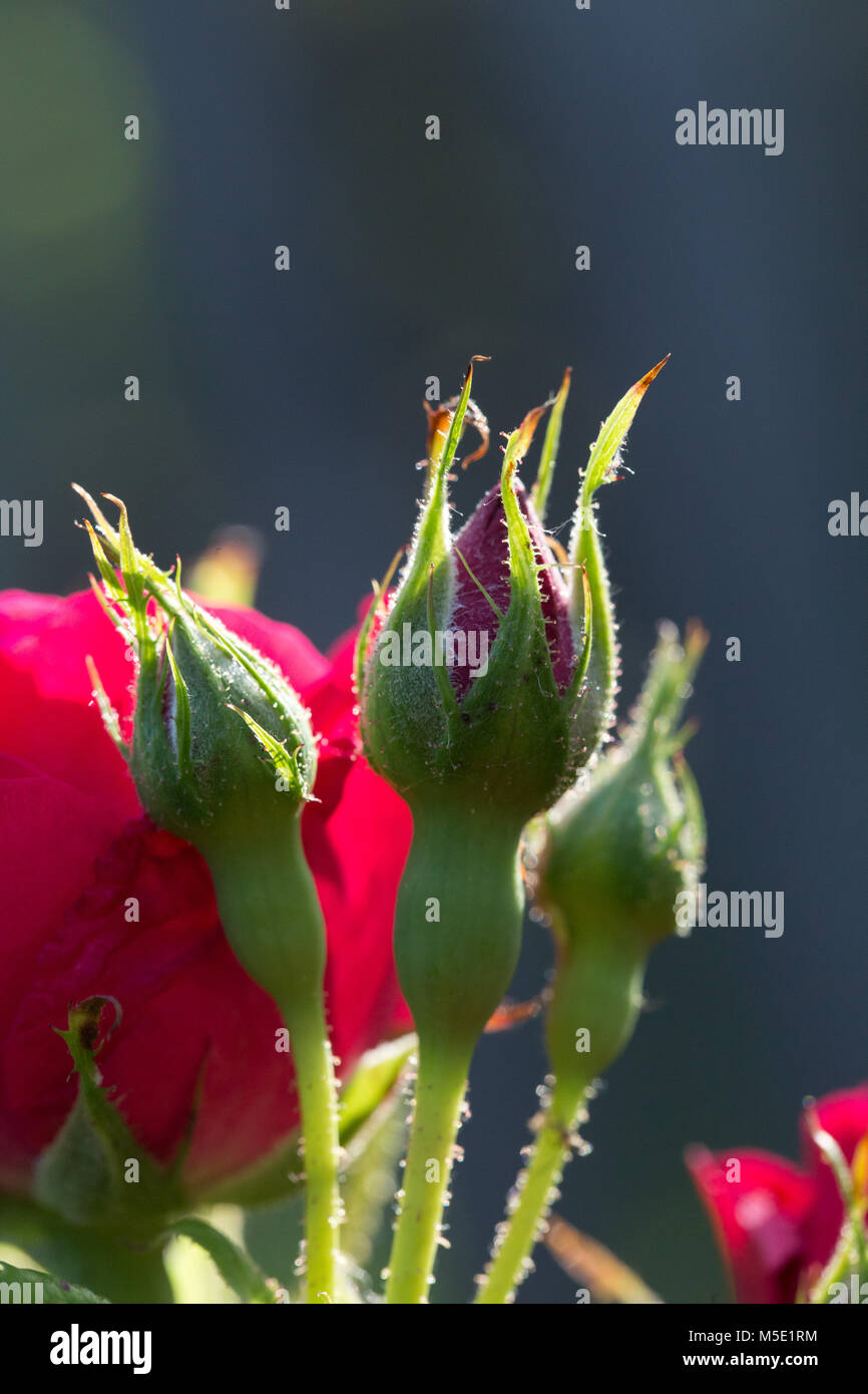 Romance, pétale, romantique, saint valentin, plante, l'amour, beau, beauté, fleur, nature, rose, rose fleurs, fleurs rose, rouge, étamines, flou, cireur Banque D'Images