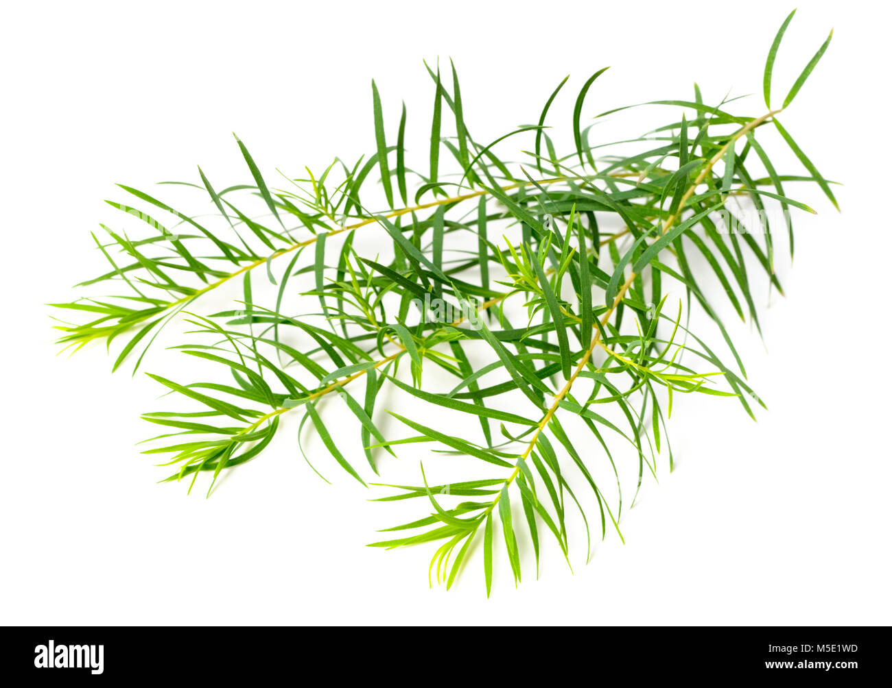Les feuilles d'arbre de thé frais isolé sur fond blanc Banque D'Images