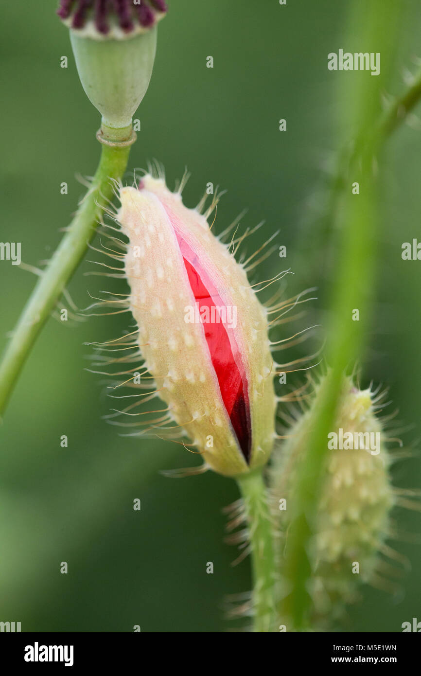 Fleur, rouge, coquelicot, l'arrière-plan, champ, nature, printemps, meadow, macro, belle, sauvage, plantes, fleurs, naturel, l'été, la flore Banque D'Images