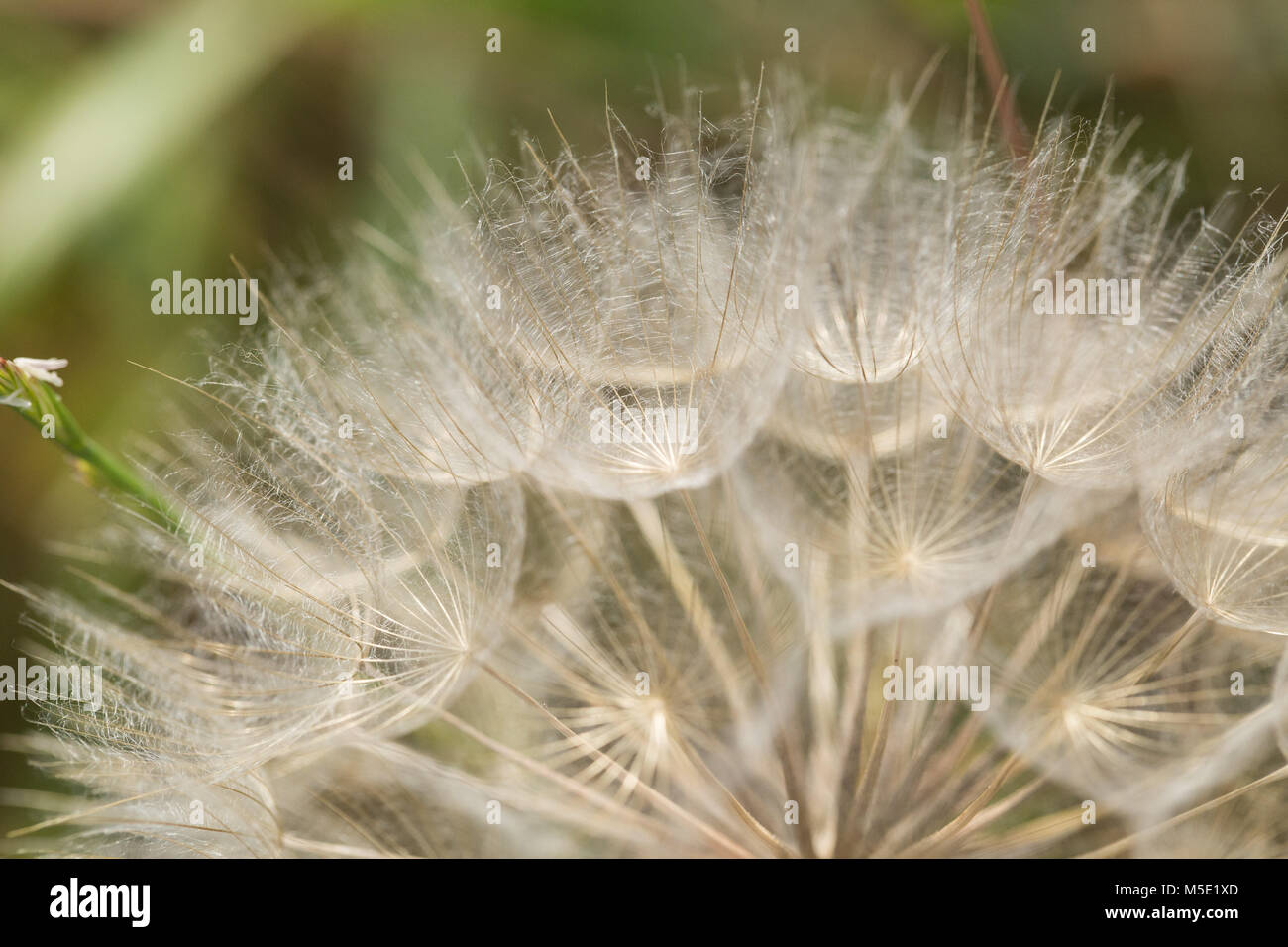 Le vent, belles, naturelles, de la beauté, de la saison, macro, meadow, fleur, nature, l'été, l'usine, abstract, soir, éclat, le pissenlit Banque D'Images